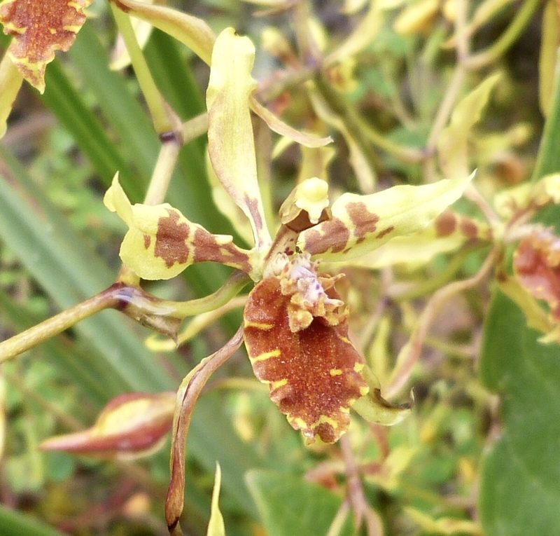 Cyrtochilum weirii, photographed by Jean-Paul Boerekamps