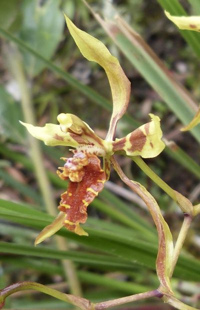 Cyrtochilum weirii, photographed by Jean-Paul Boerekamps