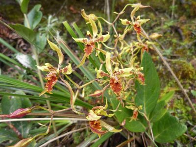 Cyrtochilum weirii, photographed by Jean-Paul Boerekamps