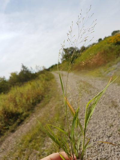 Panicum flexile, photographed by Erica Barkley