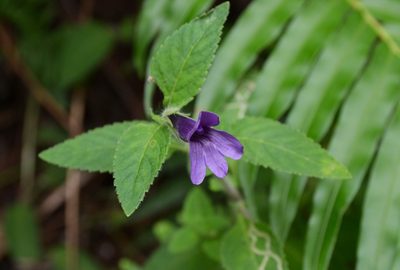 Adenosma glutinosa, photographed by Michael Meiring