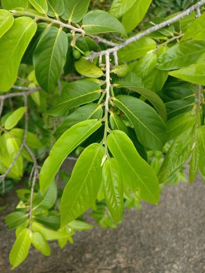 Huberantha cerasoides, photographed by Chayant Gonsalves