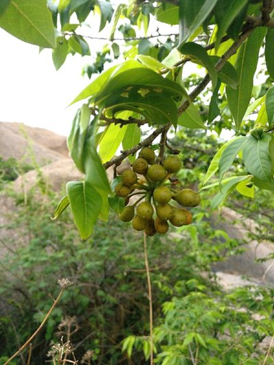 Huberantha cerasoides, photographed by Chayant Gonsalves