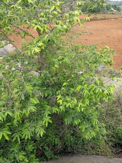 Huberantha cerasoides, photographed by Chayant Gonsalves