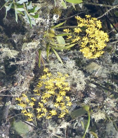 Oncidium ornithorhynchum, photographed by Jean-Paul Boerekamps
