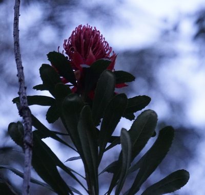 Telopea speciosissima, photographed by Tim