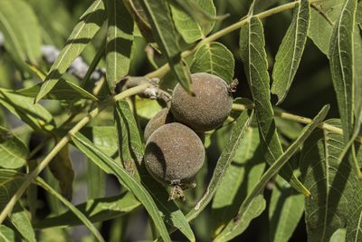 Juglans microcarpa, photographed by Craig Martin