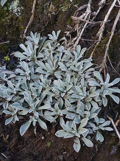 Antennaria caucasica, photographed by Дауд Арсанукаев