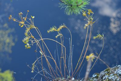 Euphorbia caesia, photographed by Natalya Ivanova