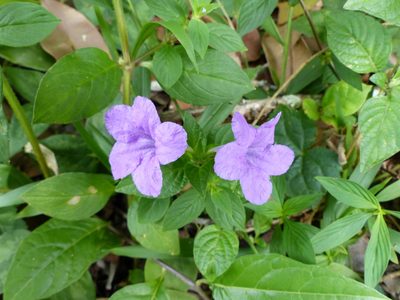 Ruellia bahiensis, photographed by Helio Lourencini