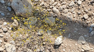 Gutierrezia dracunculoides, photographed by Craig Martin