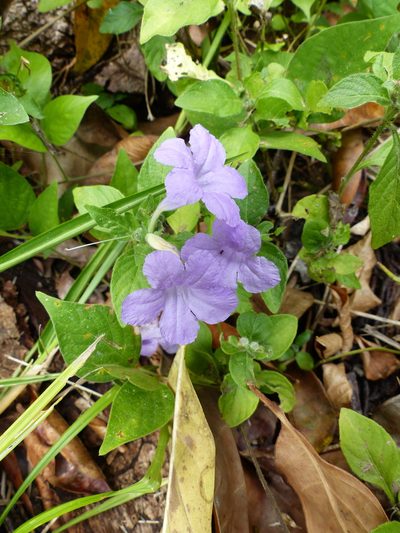 Ruellia bahiensis, photographed by Helio Lourencini