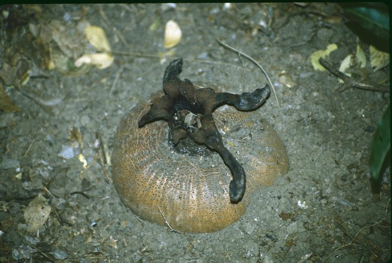 Hydnora esculenta, photographed by George Williams