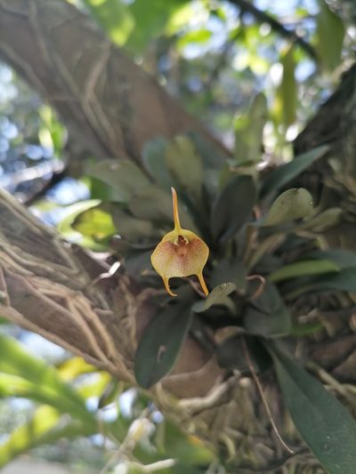 Masdevallia floribunda, photographed by Victor De la Cruz