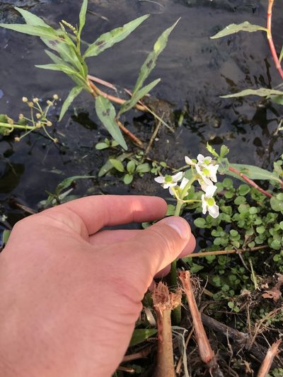 Sagittaria sanfordii, photographed by Konshau Duman