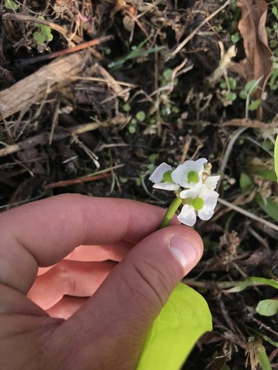Sagittaria sanfordii, photographed by Konshau Duman
