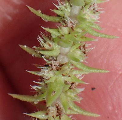 Crassula campestris, photographed by Nicola van Berkel