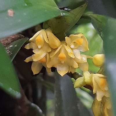 Maxillaria pseudoneglecta, photographed by Arthur de Jesús Chavarría Pérez