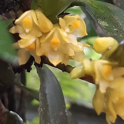 Maxillaria pseudoneglecta, photographed by Arthur de Jesús Chavarría Pérez