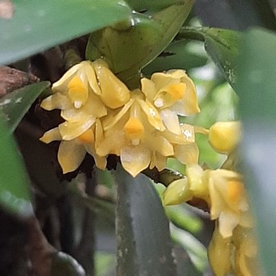 Maxillaria pseudoneglecta, photographed by Arthur de Jesús Chavarría Pérez