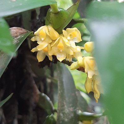 Maxillaria pseudoneglecta, photographed by Arthur de Jesús Chavarría Pérez