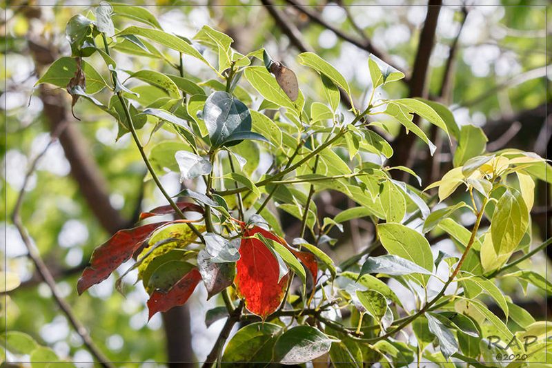 Cinnamomum glanduliferum, photographed by RAP