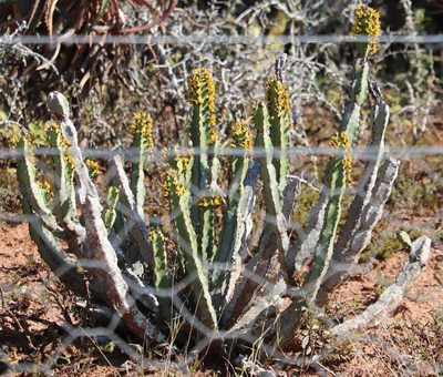 Euphorbia caerulescens, photographed by Dave Brown