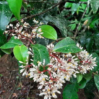 Ardisia compressa, photographed by Arthur de Jesús Chavarría Pérez