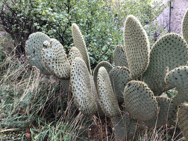 Opuntia scheeri, photographed by Jason Grant