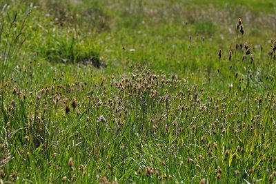 Carex subnigricans, photographed by Steve Matson