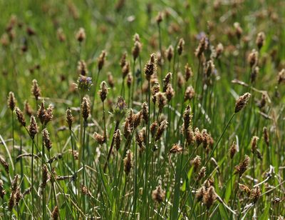 Carex subnigricans, photographed by Steve Matson