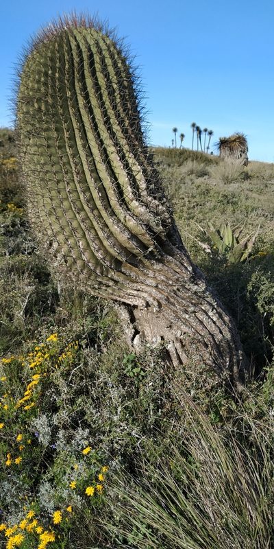 Ferocactus haematacanthus, photographed by Tereso Hernández Morales
