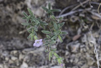 Nama xylopoda, photographed by Craig Martin