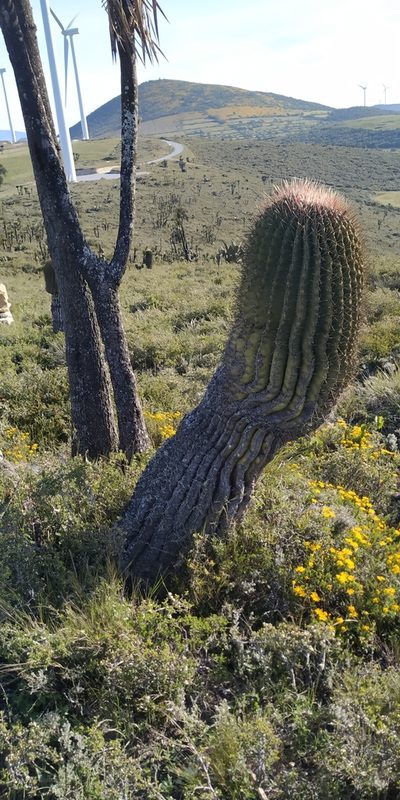 Ferocactus haematacanthus, photographed by Tereso Hernández Morales