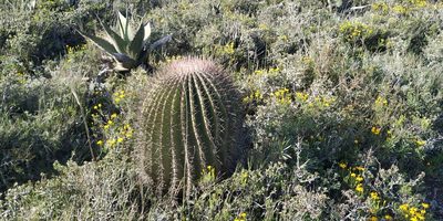 Ferocactus haematacanthus, photographed by Tereso Hernández Morales