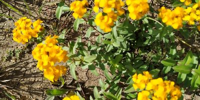 Tagetes lucida, photographed by Tereso Hernández Morales