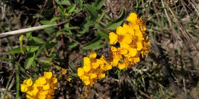 Tagetes lucida, photographed by Tereso Hernández Morales