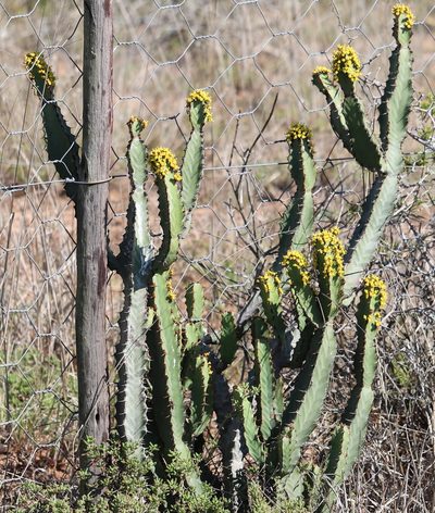 Euphorbia caerulescens, photographed by Dave Brown