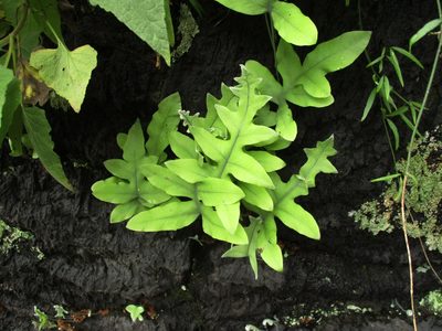 Phlebodium pseudoaureum, photographed by Jorge Armín Escalante-Pasos
