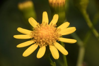 Senecio brasiliensis, photographed by Fernando Sessegolo