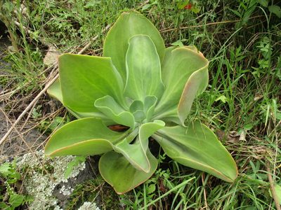 Echeveria gibbiflora, photographed by Jorge Armín Escalante-Pasos