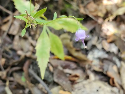 Campanula divaricata, photographed by Tom Field