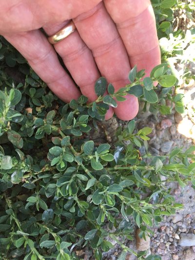 Polygonum achoreum, photographed by W. Terry Hunefeld