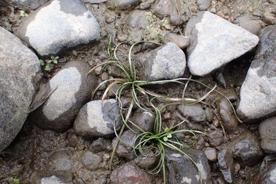 Isoetes echinospora, photographed by Lara Gibson