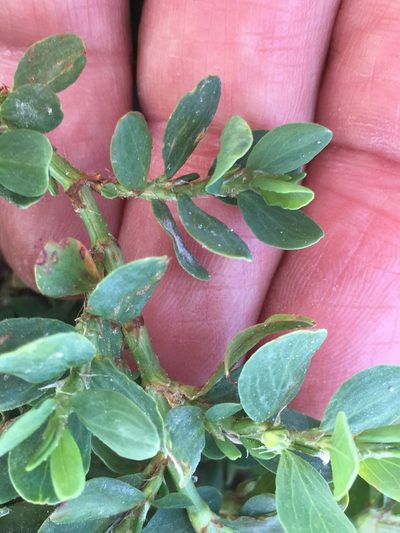 Polygonum achoreum, photographed by W. Terry Hunefeld