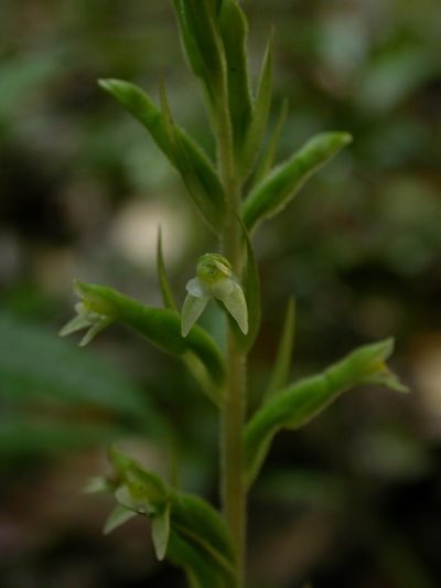 Pelexia adnata, photographed by Yves Bas
