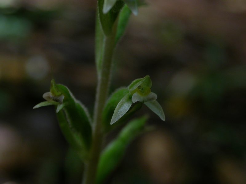 Pelexia adnata, photographed by Yves Bas