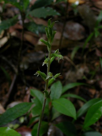Pelexia adnata, photographed by Yves Bas