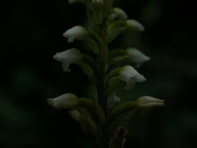 Microchilus plantagineus, photographed by Yves Bas