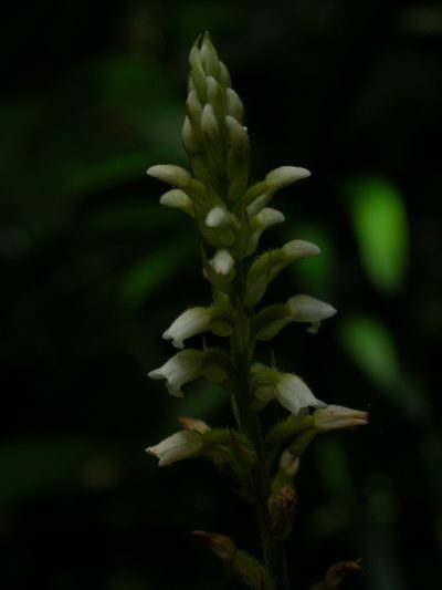 Microchilus plantagineus, photographed by Yves Bas